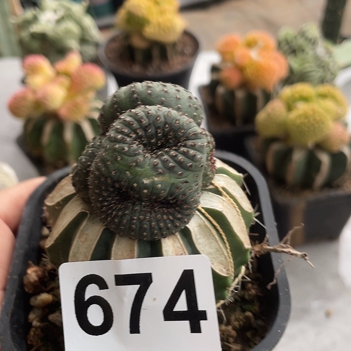 完全开放674士童群