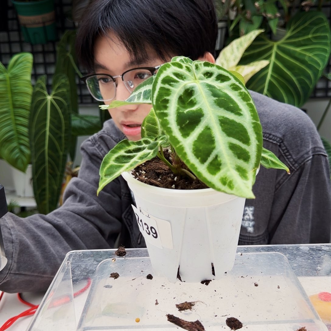 不开花植物T178撕裂银狂杂狂想曲