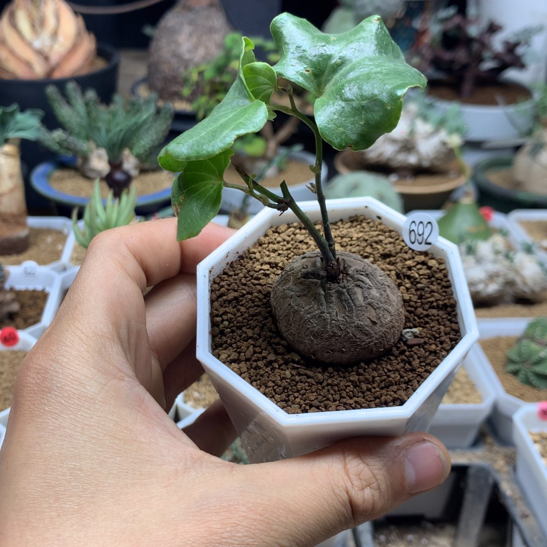 福利南非龟甲龙带盆发货692