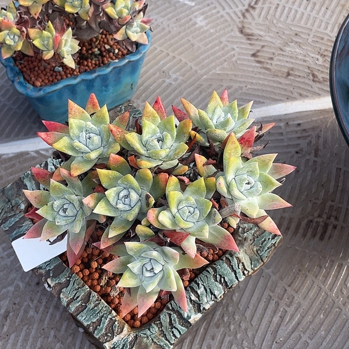 小鹿多肉一物一拍