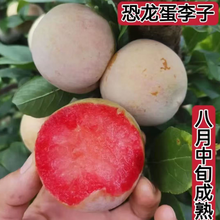 恐龙蛋杏李李子树苗嫁接蜂糖李大红袍李基地直发现挖现发