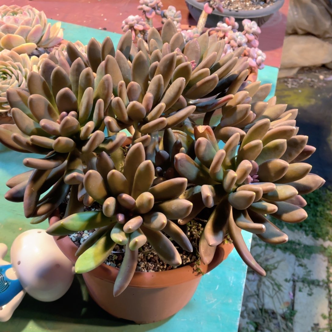 群生金蝉裸根发货