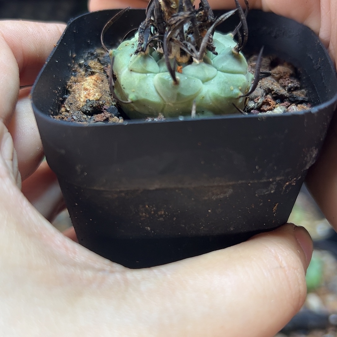 实生升云龙2.8公分萝卜根