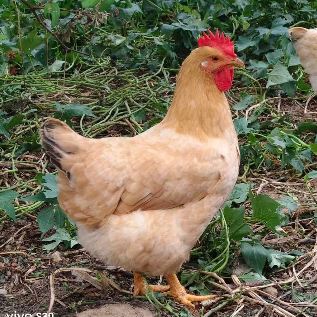 农家林间散养金陵黄鸡发货包邮13只土鸡三黄溜达鸡【天马】