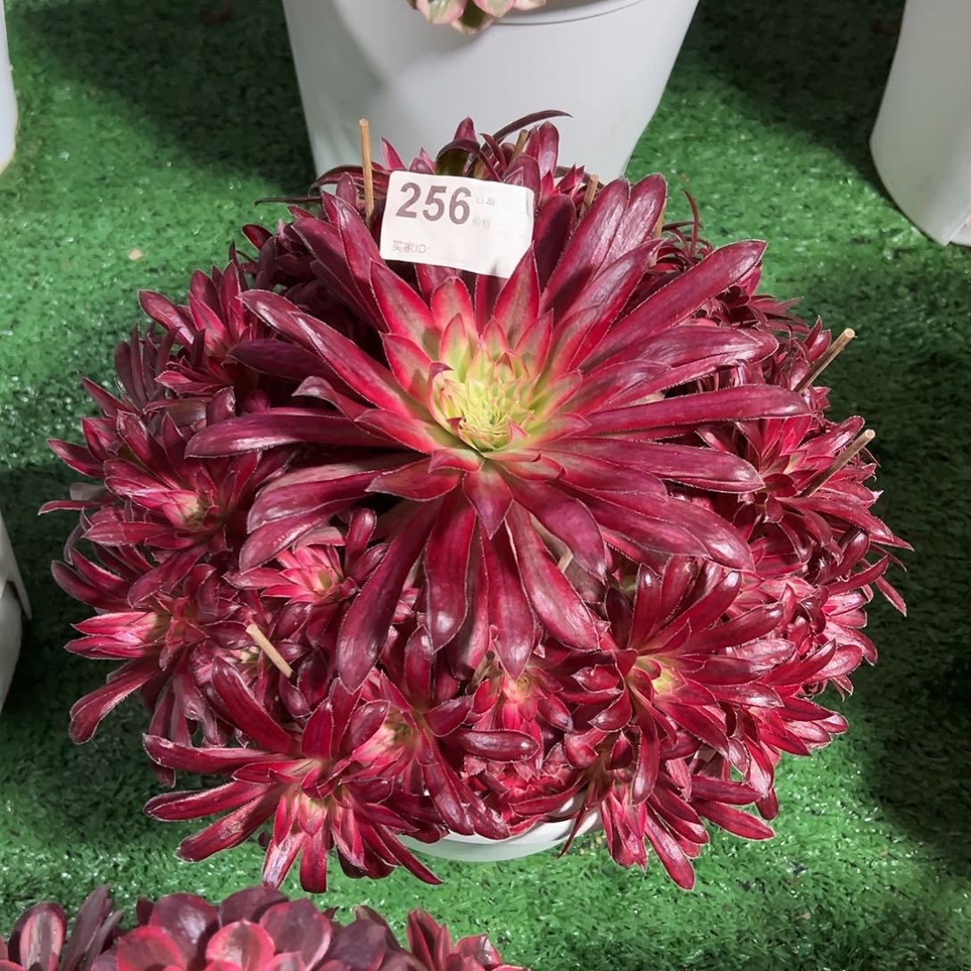 256朱雀多肉法师植物