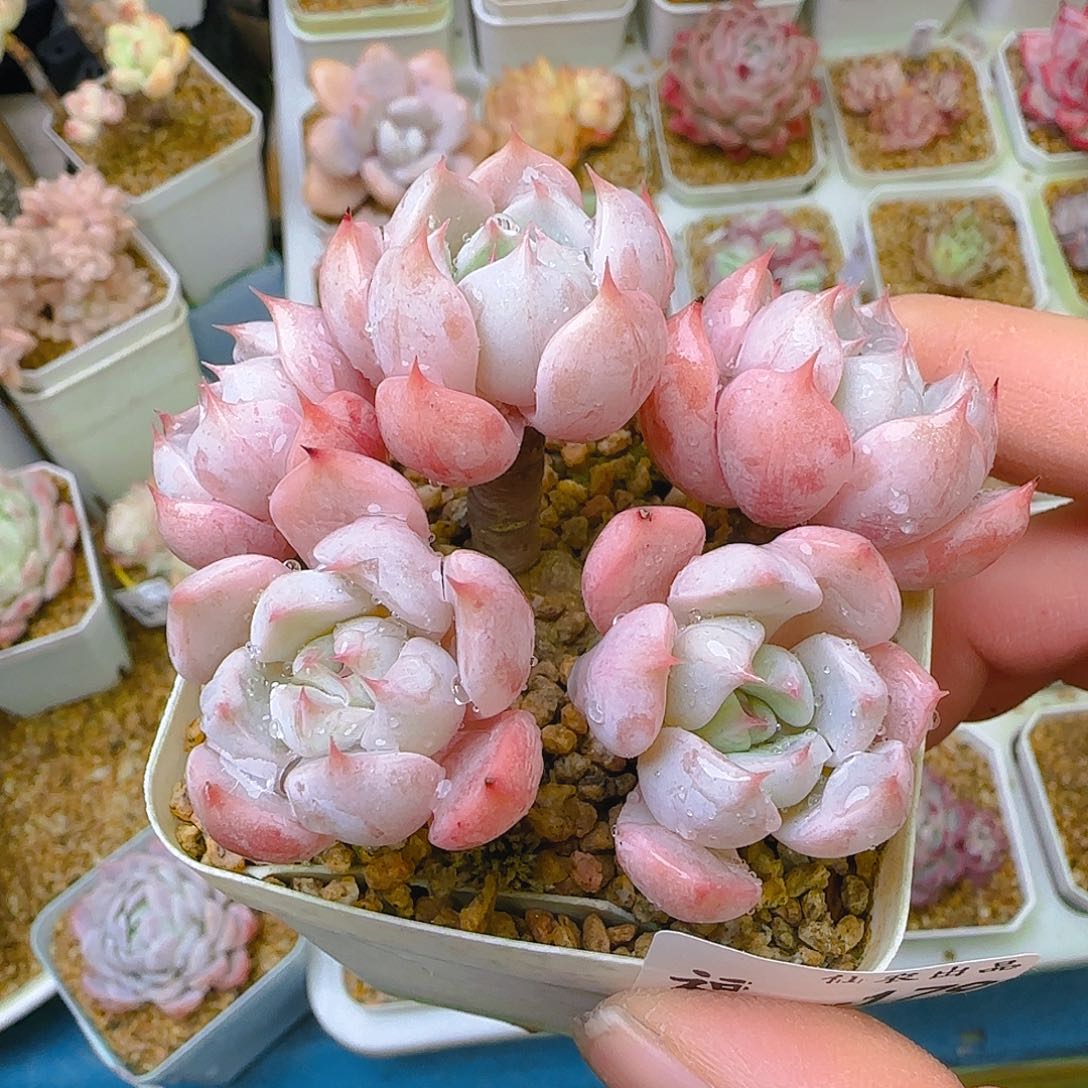 粉海欧，179、仙农出品