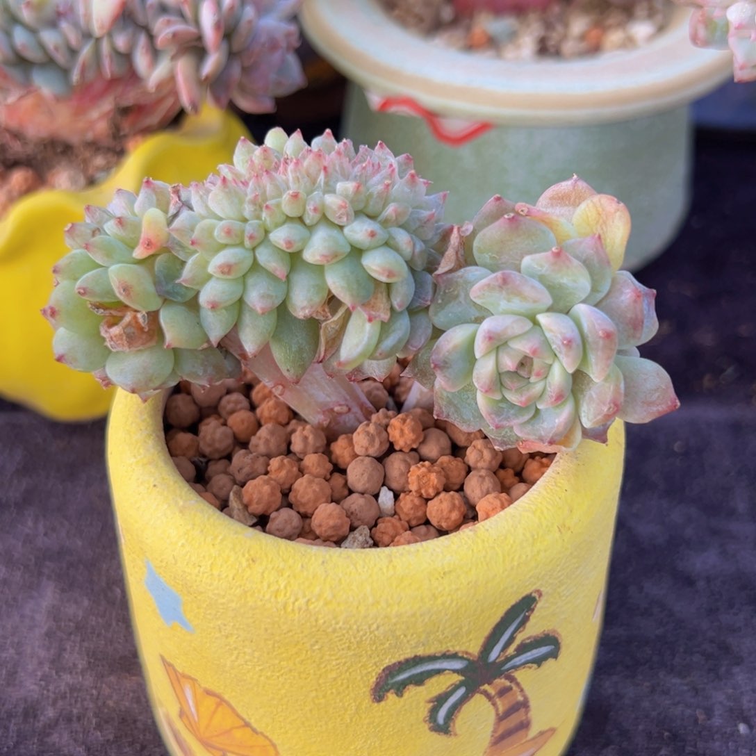 新年快乐啊宝宝们8888