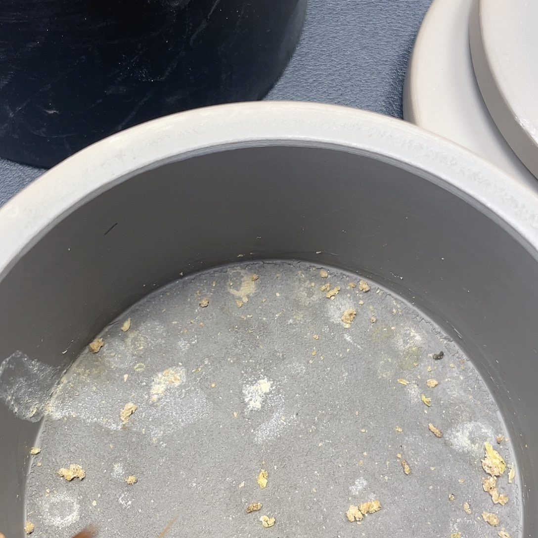 木津门老刘黑虫大冰糖紫一只