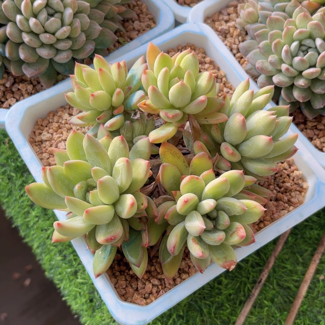 一物一拍，美人五头