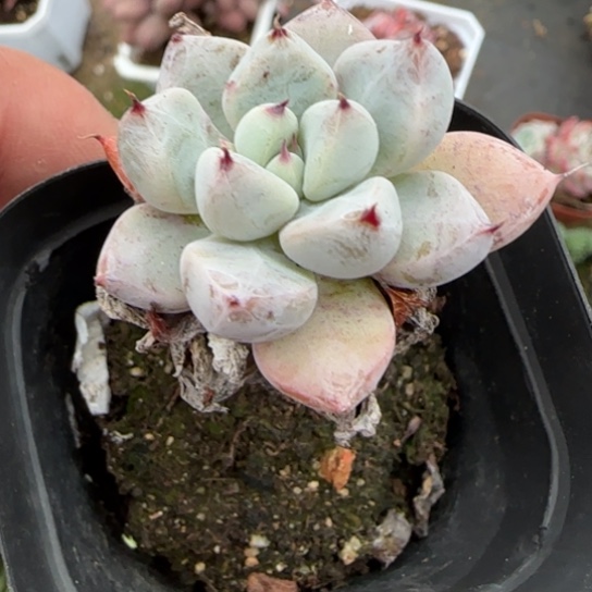 100美人杂多肉植物多