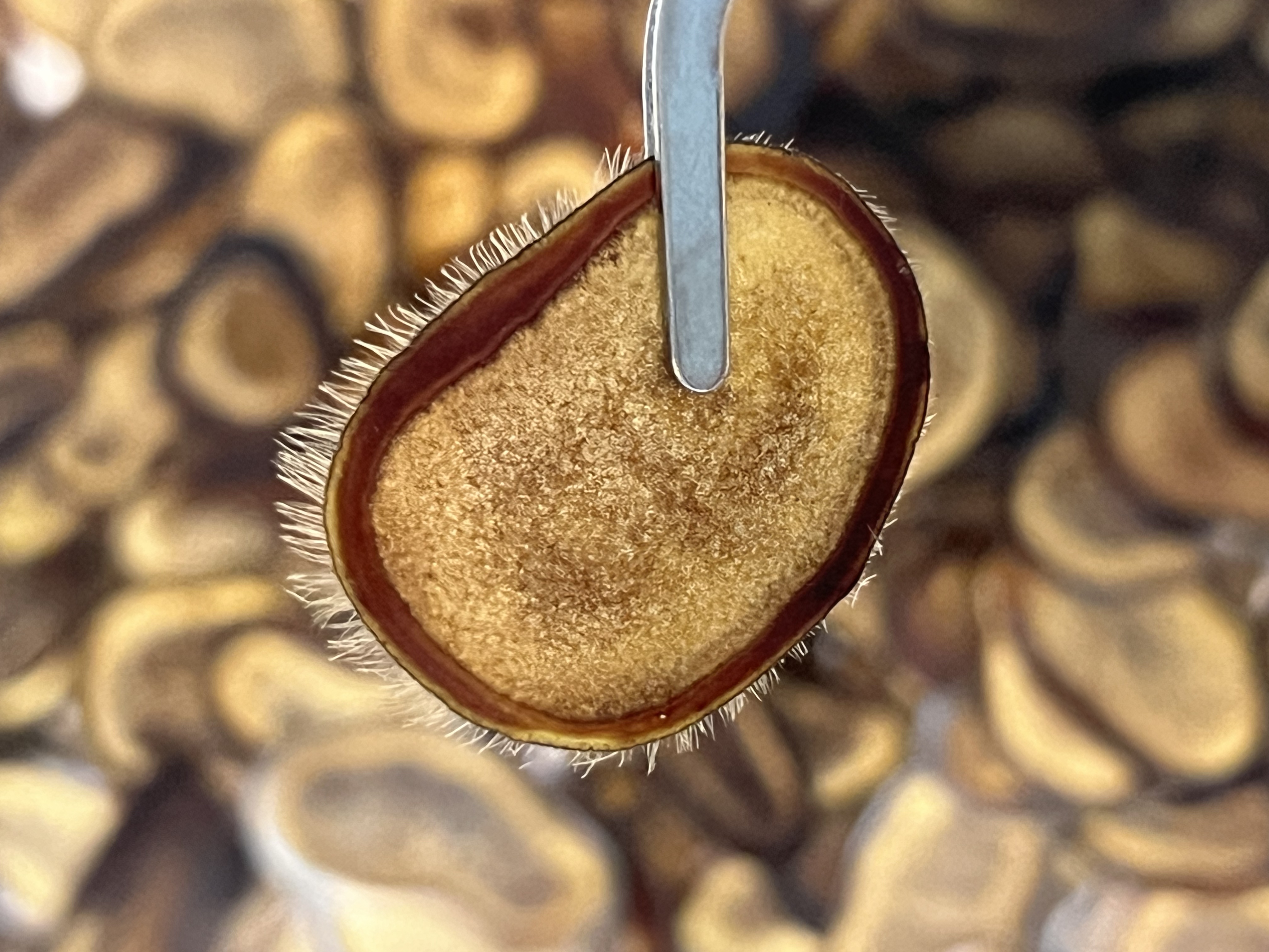 朗透鹿茸排血九分腊片适合打粉·泡酒·煲汤