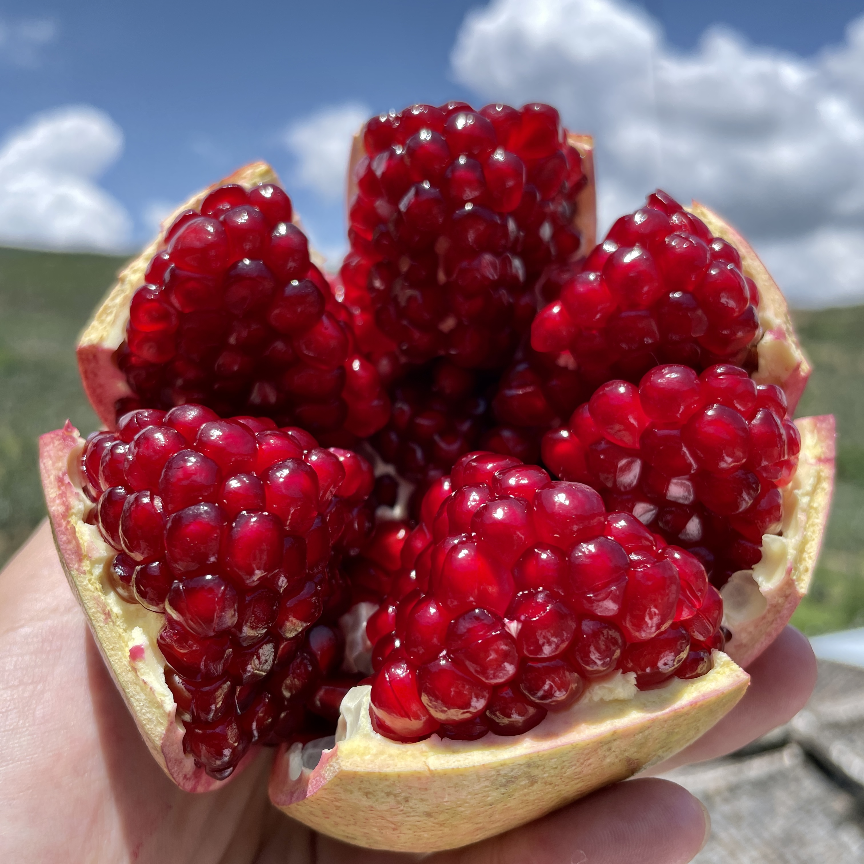 【坏果包赔】正宗四川会理石榴鲜甜应季水果香甜饱满新鲜采摘不吐籽
