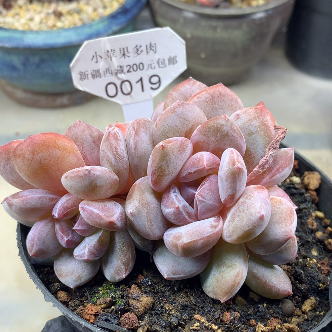 粉底紫心019/10cm5头