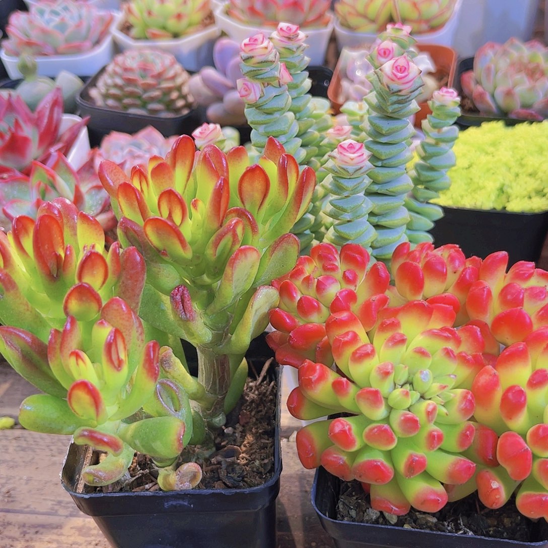 如图3盆1111111111111111