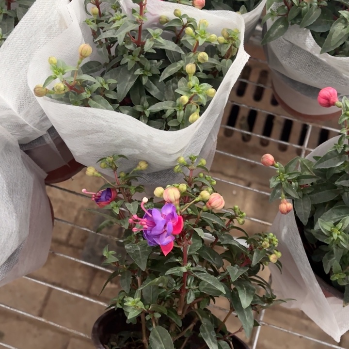 全部花苞紫色倒挂金钟