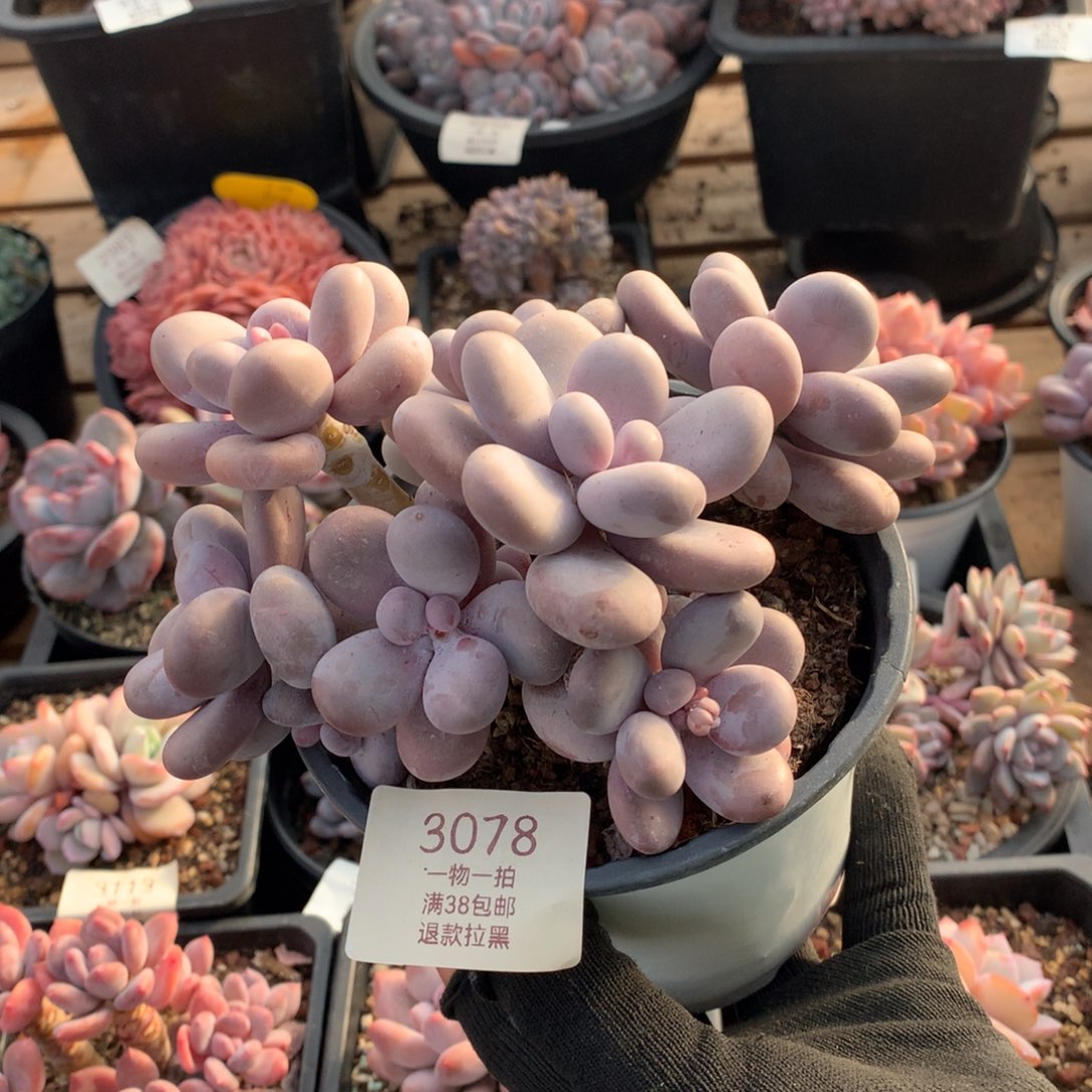 16厘米八头原始奶多肉3078