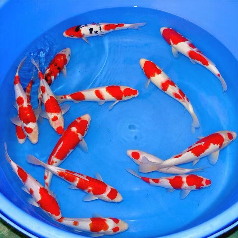 锦鲤鱼苗冷水观赏鱼淡水好养耐活多种颜色招财小鱼苗