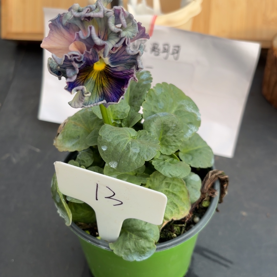 完全开放洛可可礼服13