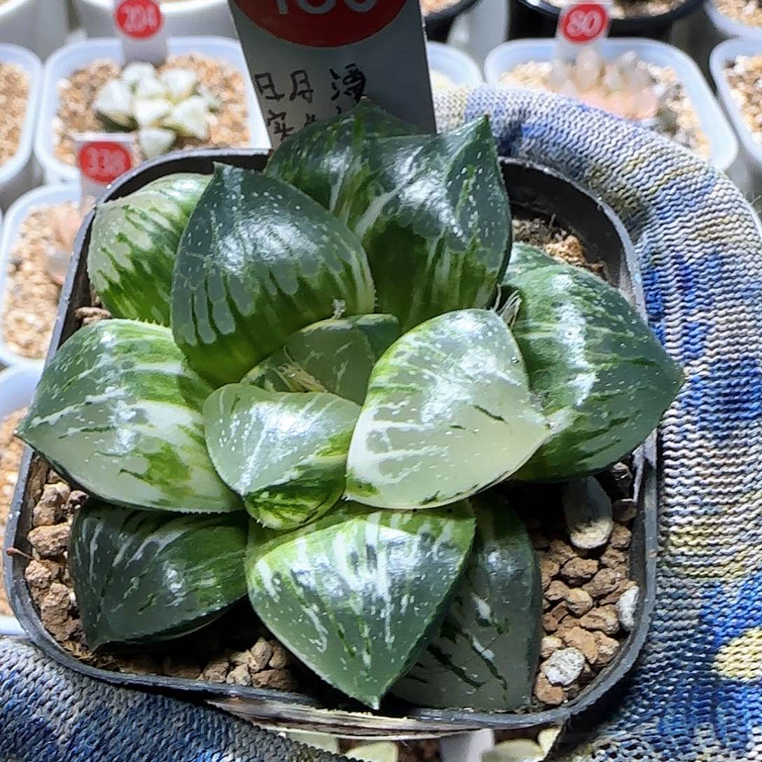 180号日月潭实生锦 7 厘米左右一物一拍带盆发货