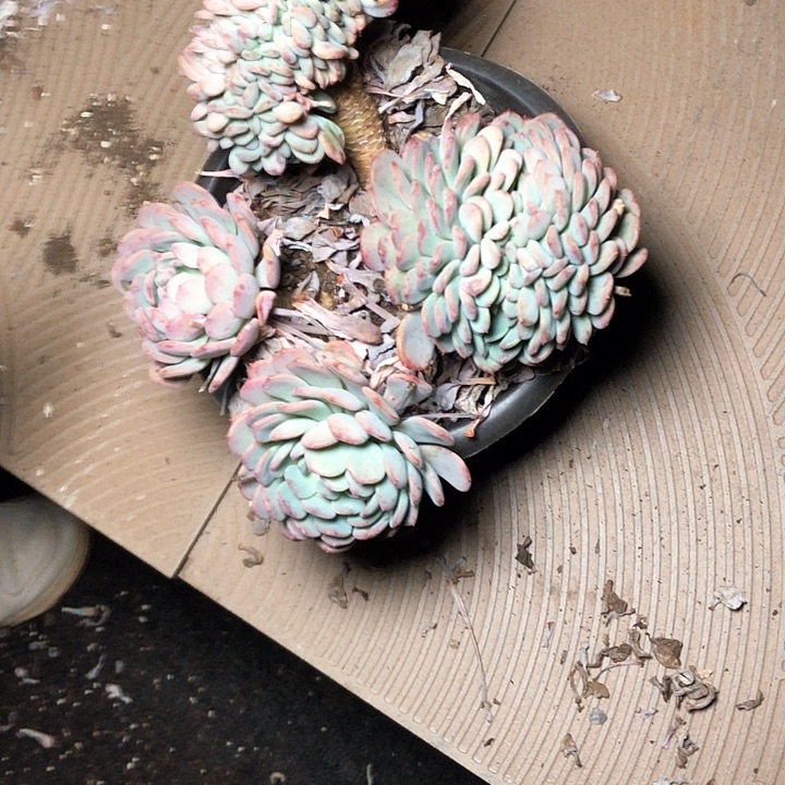 三*27//////////////////