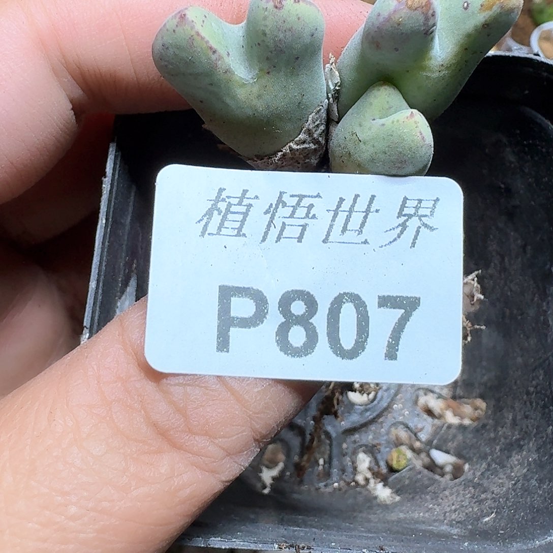 807盒多肉植物哇c g
