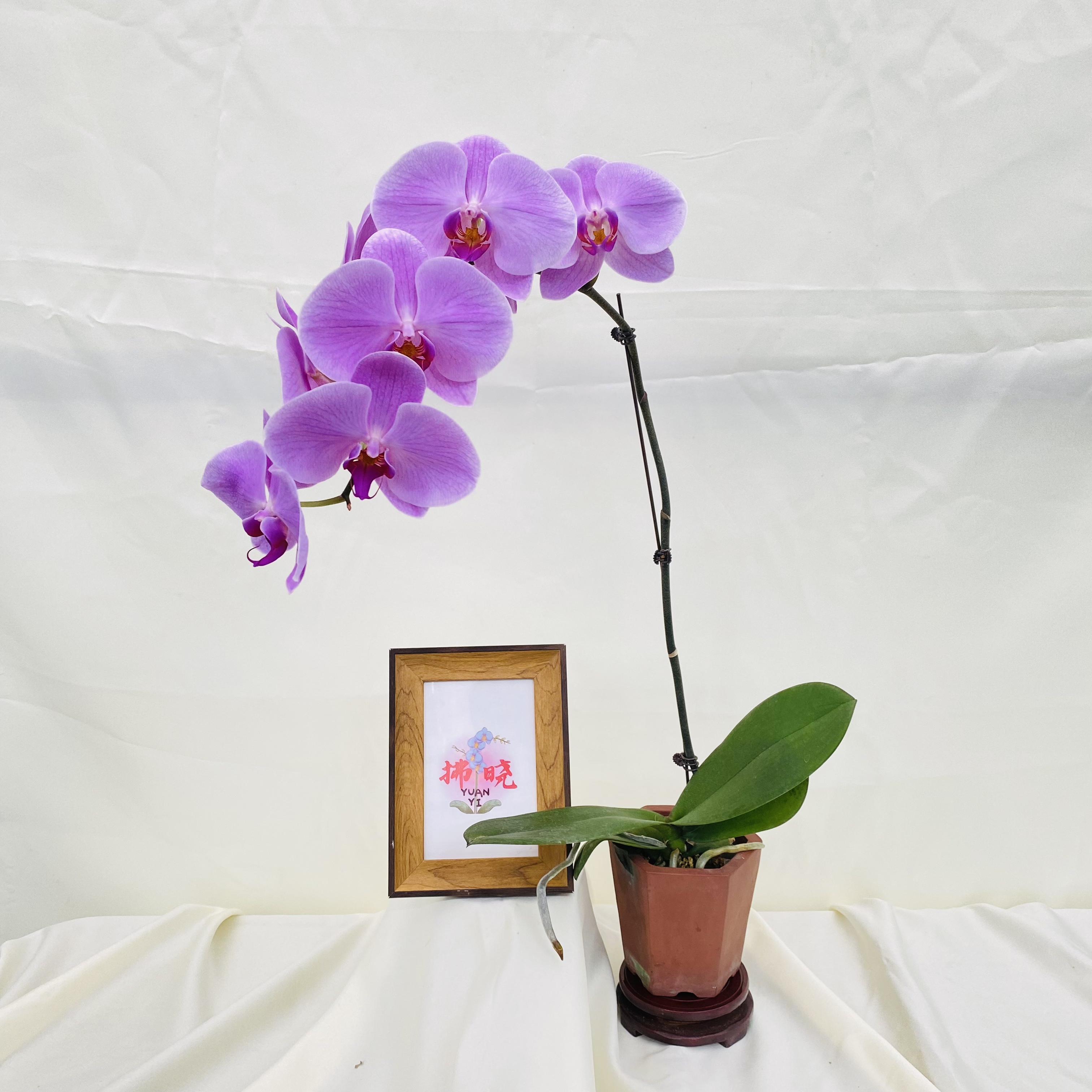 拂晓蝴蝶兰（蝴蝶兰粉冠军两颗带花）开花珠发货