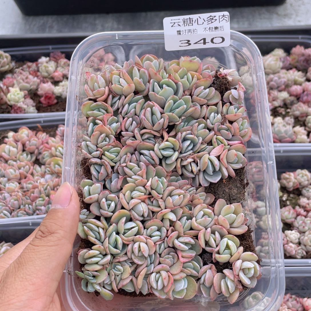 云糖心多肉植物340