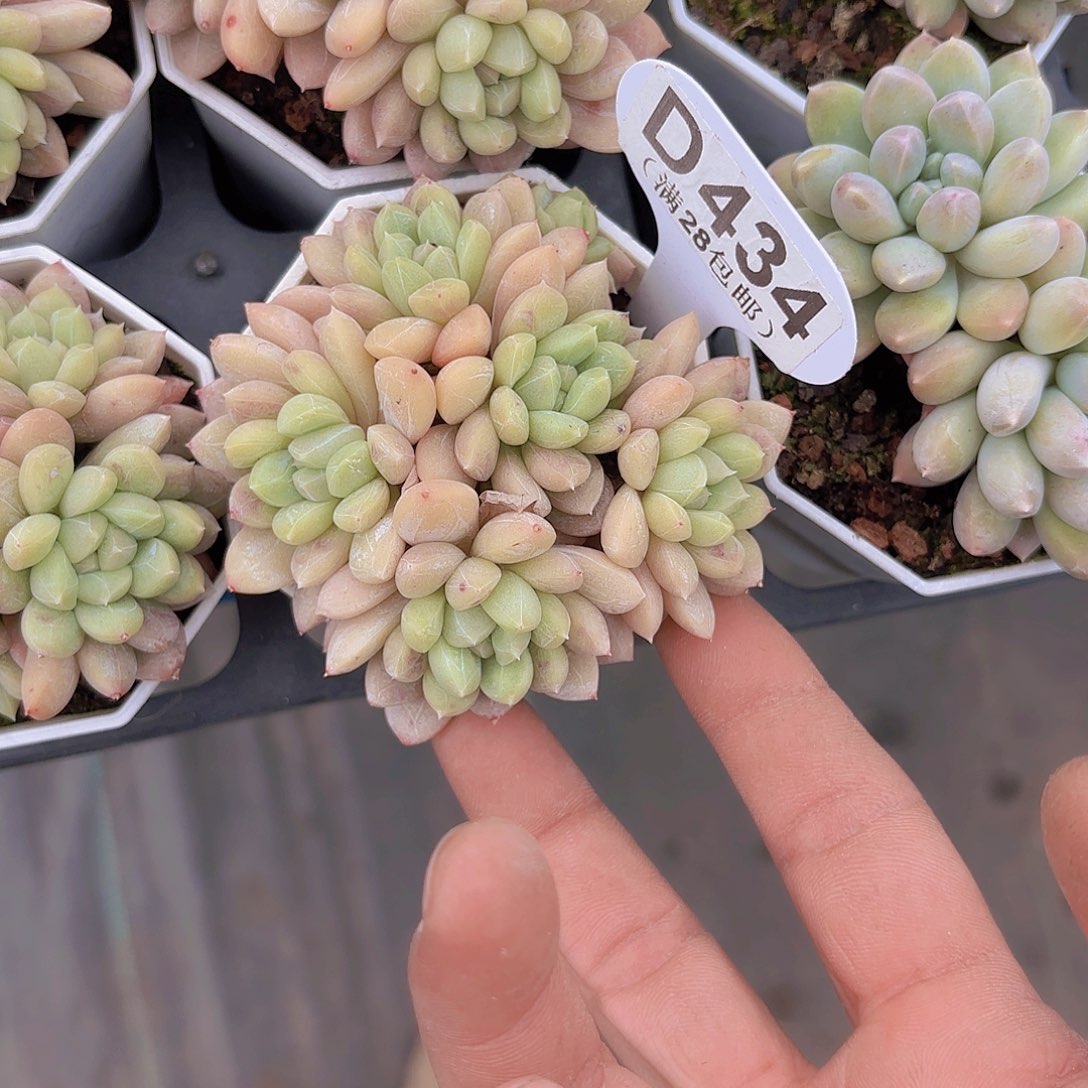 D434百达翡翠一物一拍