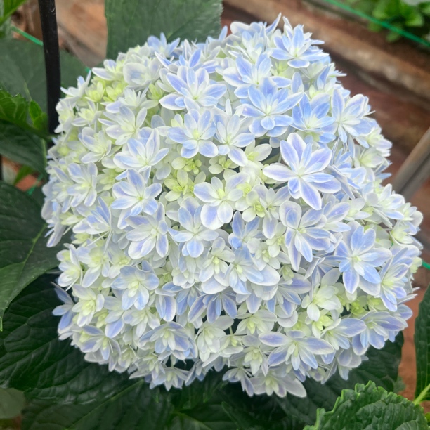 【万华镜-3枝包邮】800-1000小众水培绣球鲜切花云南基地直发