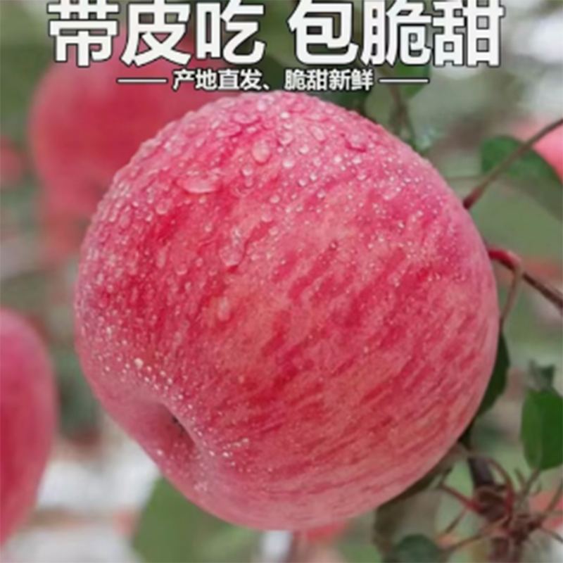 正宗山东红富士苹果10应当季斤新鲜水果整箱山东栖霞脆甜丑平果