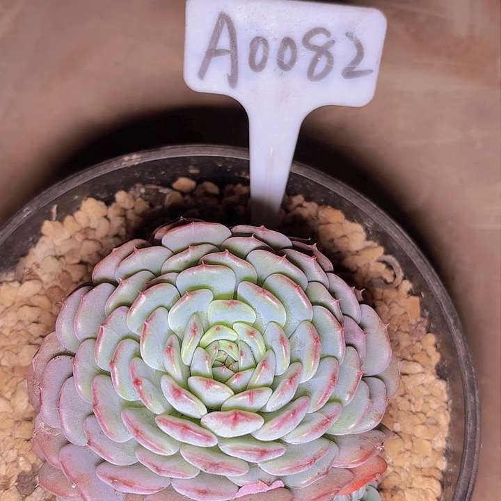 ，***，白胖子一物一拍A0082