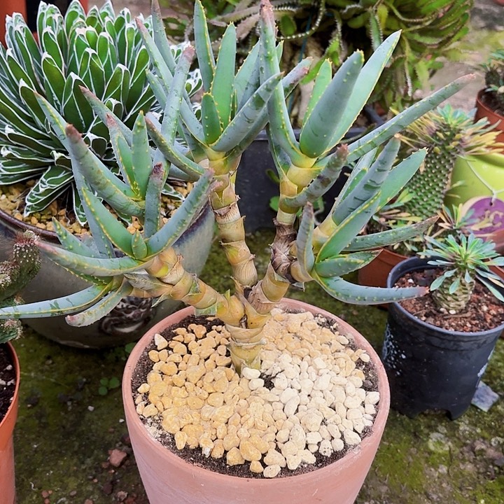 完全开放多歧芦荟裸根23cm