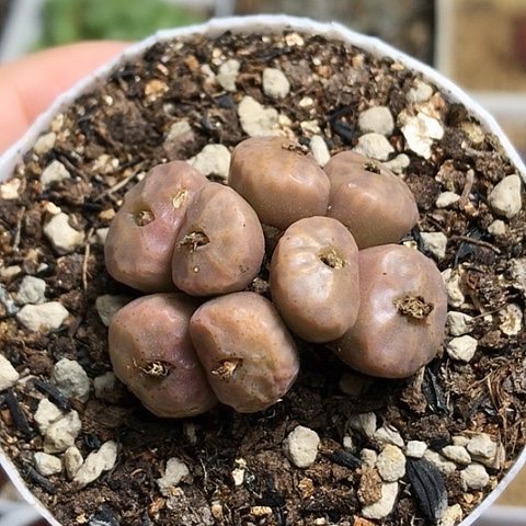 多肉肉锥 8头红烧卖