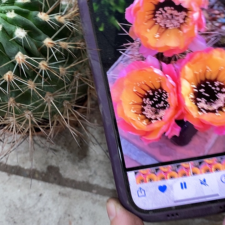 长刺黑猴仙人球，wtioop