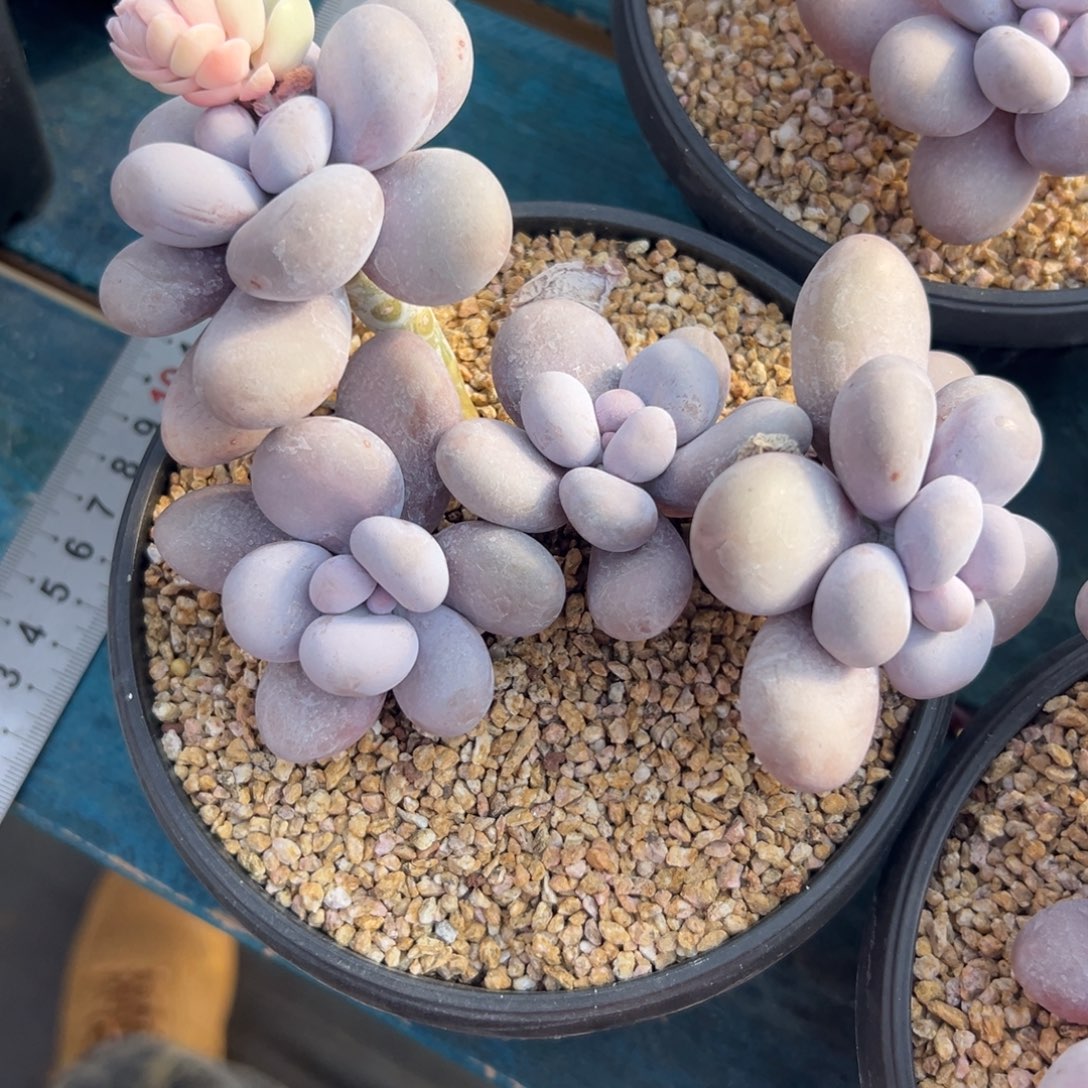 从前慢花园多肉精选编号1.3水光针奶酪