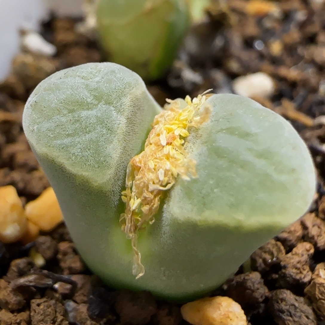 11.26。     .84极窗。     2017