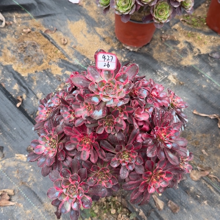 香麦儿多肉植物26