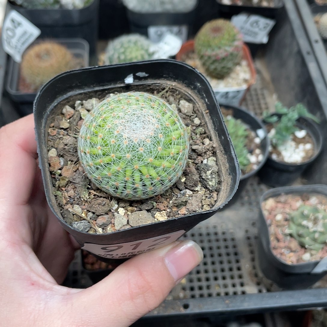 912白绢丸（满18包邮）