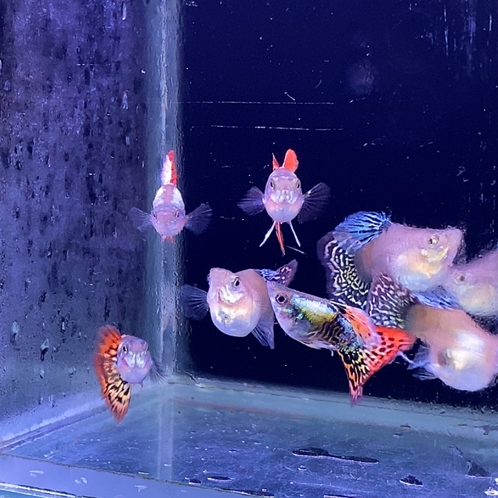 孔雀鱼龙球4对包邮