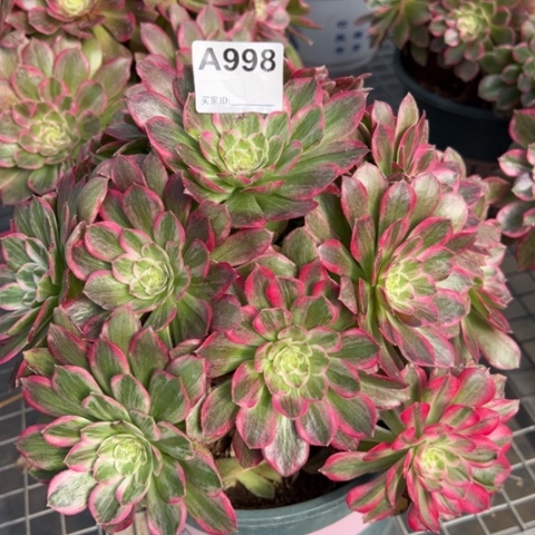 998莲花25厘米左右