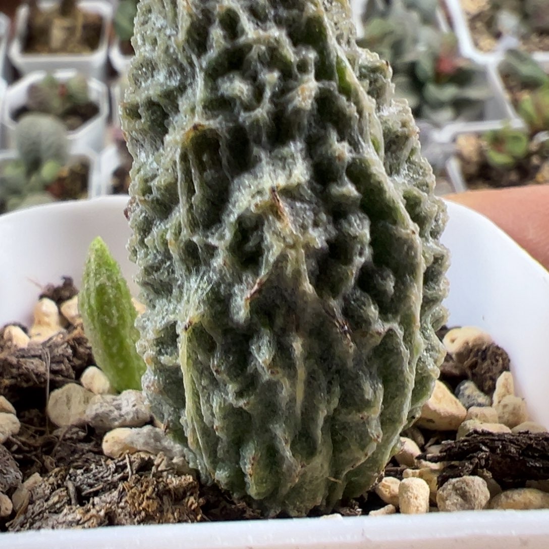 超大母叶苍龙水泡多肉植物水泡