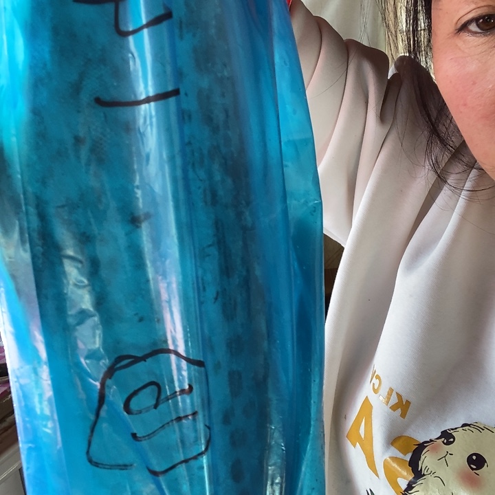 中国大陆渤海湾野生燕鲅鱼16号