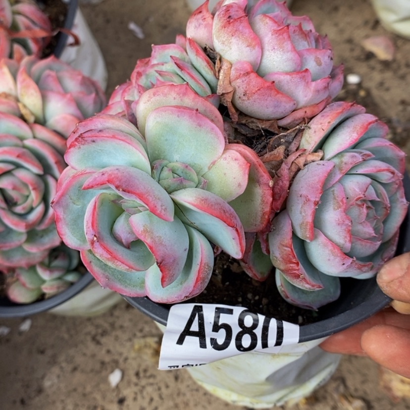 【闪购商品】春**开多肉植物