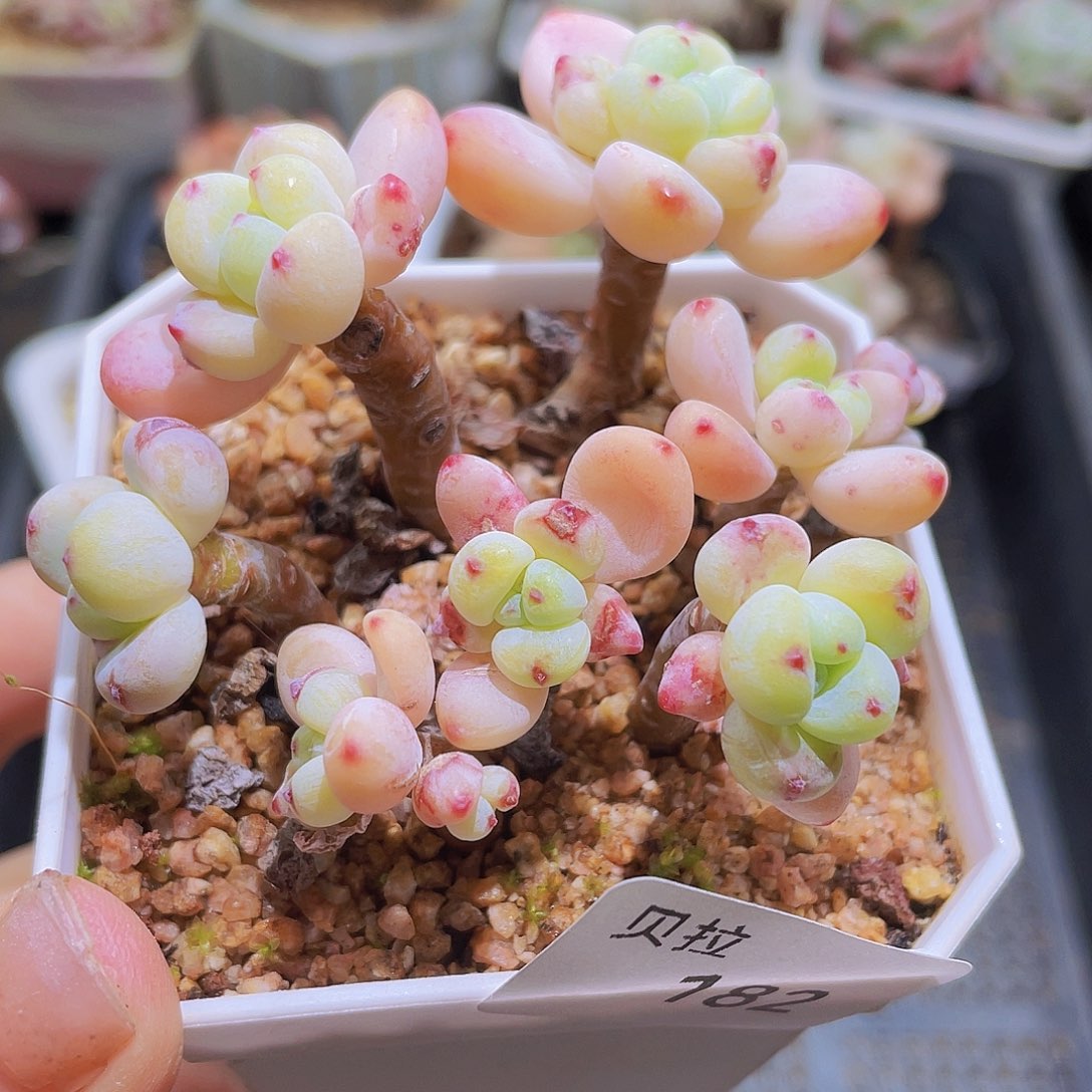 182 精品多肉一物一拍