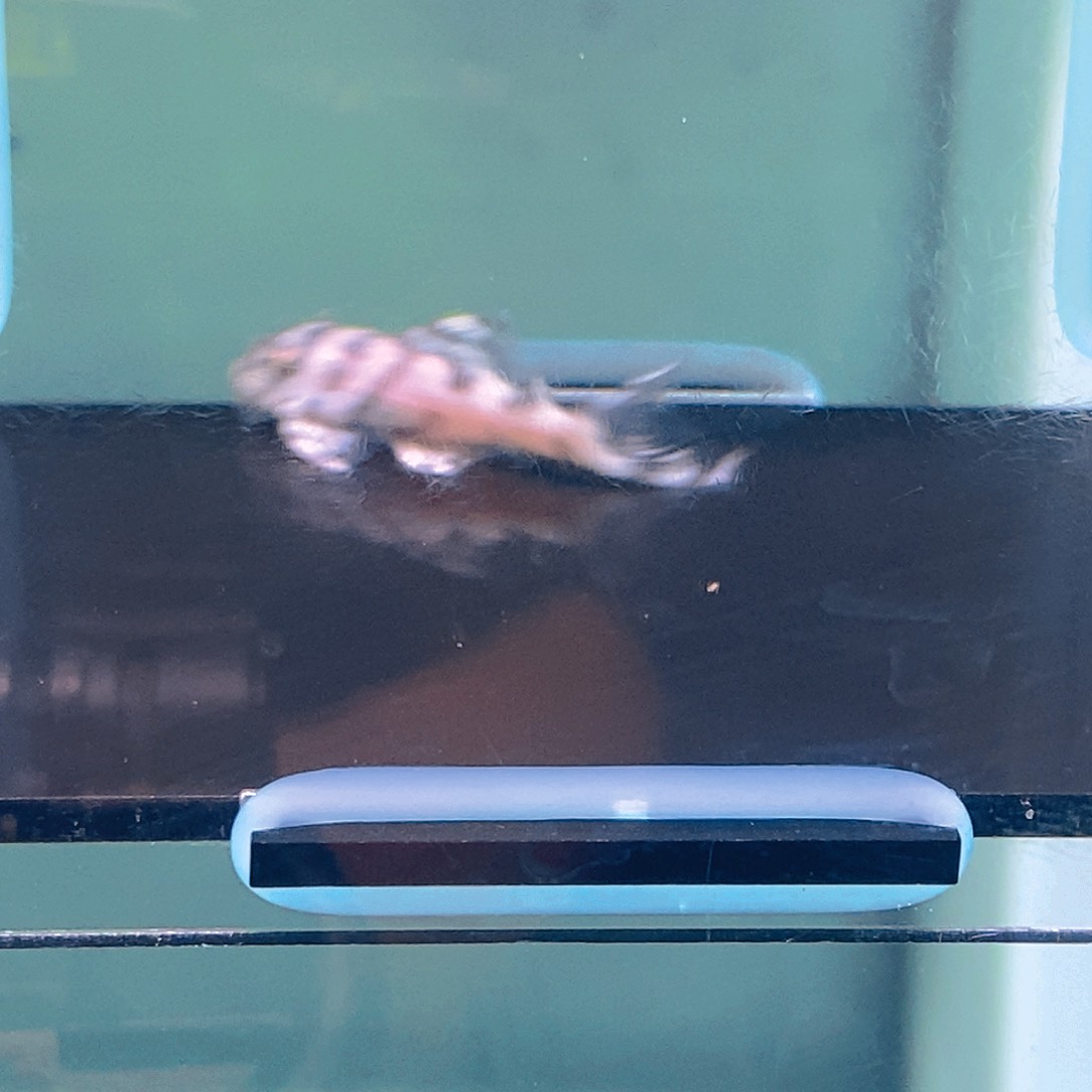 清道夫鱼236异型26号