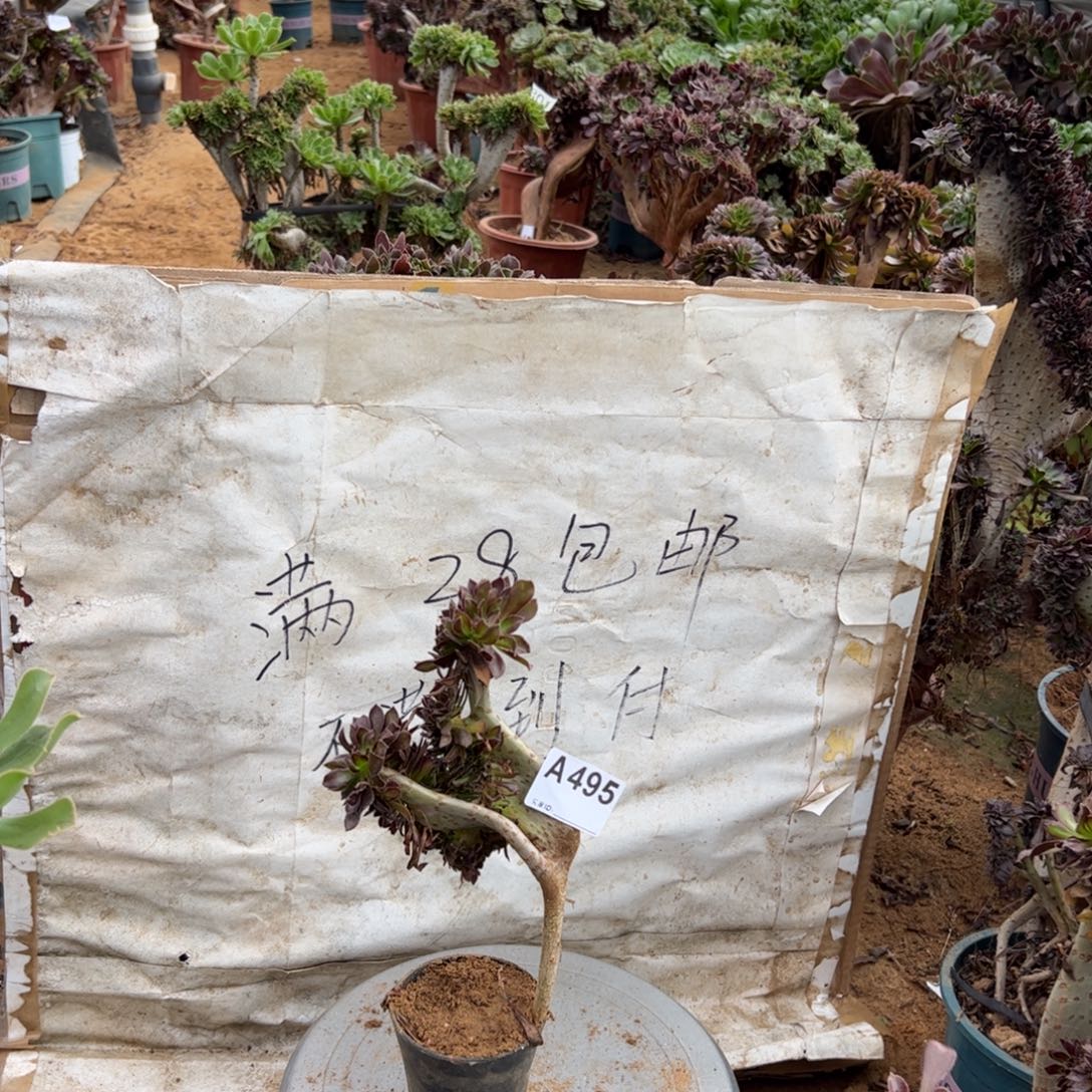 黑缀495满28包邮啦