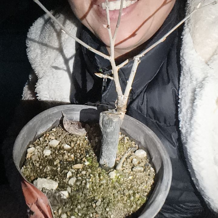 华***业无花朵4567455558555