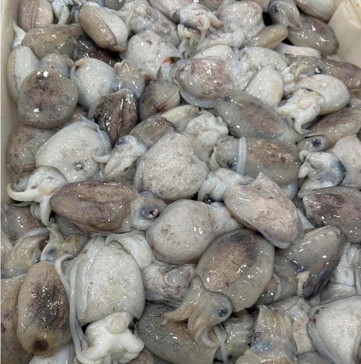 新鲜墨鱼 顺丰包邮 厦门发货