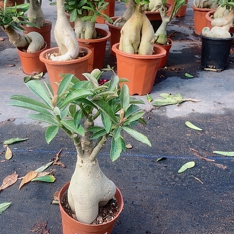 【闪购商品】无花朵孔*玉