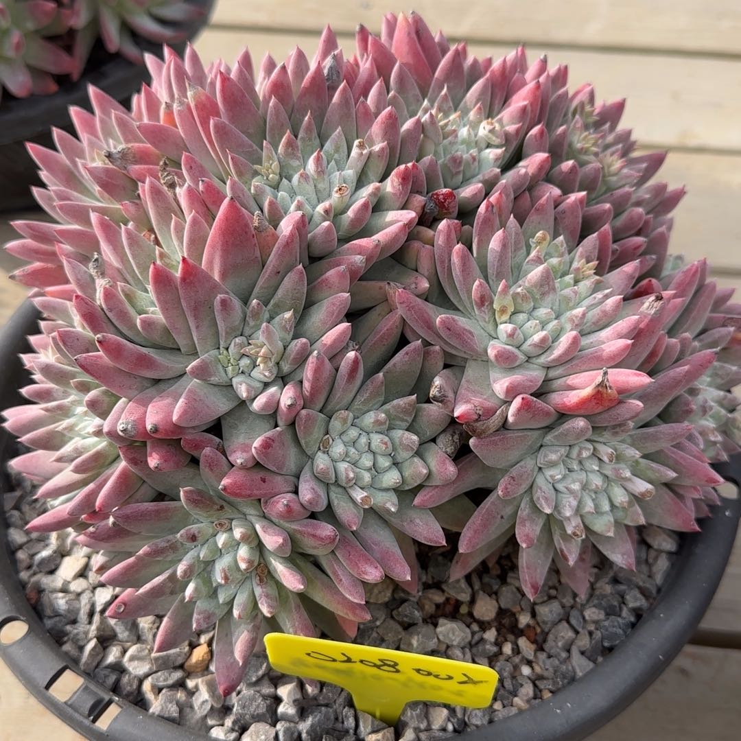 0208002多肉植物仙女杯流丹X拇指